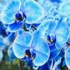 orchid1600